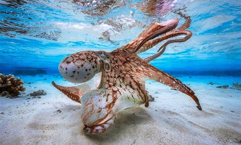 Кращі підводні знімки Underwater Photographer of the Year