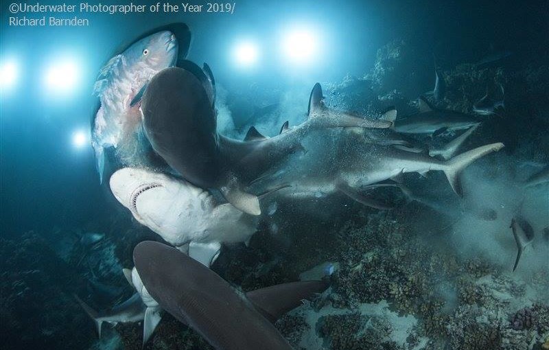 Визначено переможців конкурсу підводної фотографії Underwater Photographer of the Year