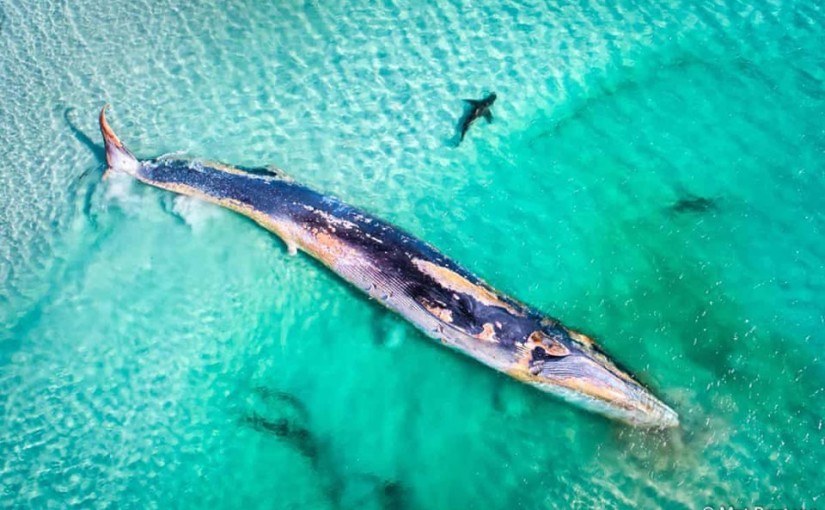 Найкращі світлини фотоконкурсу Nature Photographer of the Year 2019